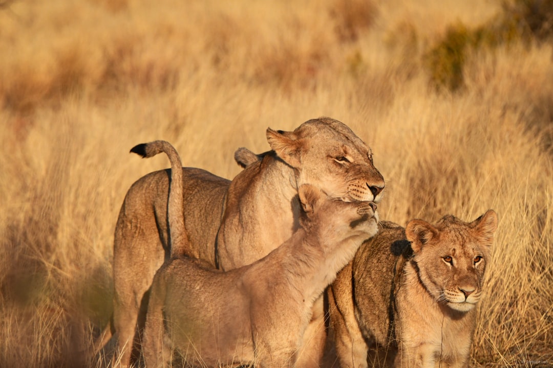 Photo Parenting with love